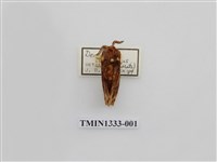 藏品(枯葉蛾科)的圖片